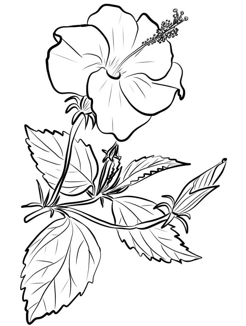 Desenho deFlor de Hibisco 13 para colorir