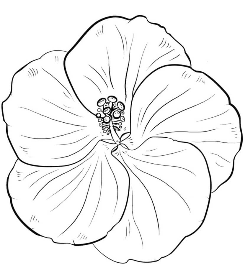 Desenho deFlor de Hibisco 4 para colorir