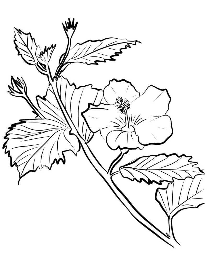 Desenho deFlor de Hibisco 5 para colorir