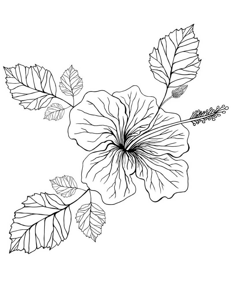 Desenho deFlor de Hibisco 6 para colorir