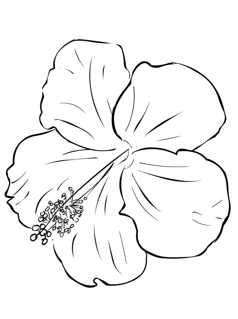 Desenho deFlor de Hibisco 8 para colorir