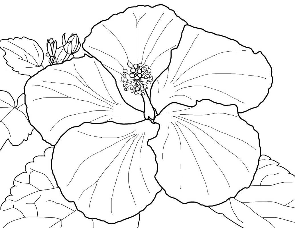 Desenho deFlor de Hibisco 9 para colorir