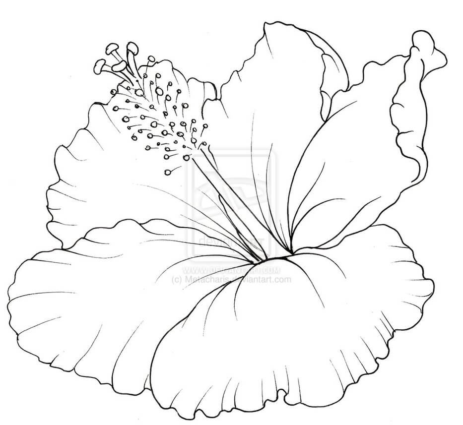 Desenho deFlor de Hibisco para colorir