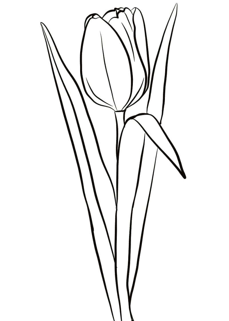 Desenho deFlor de Tulipa 2 para colorir