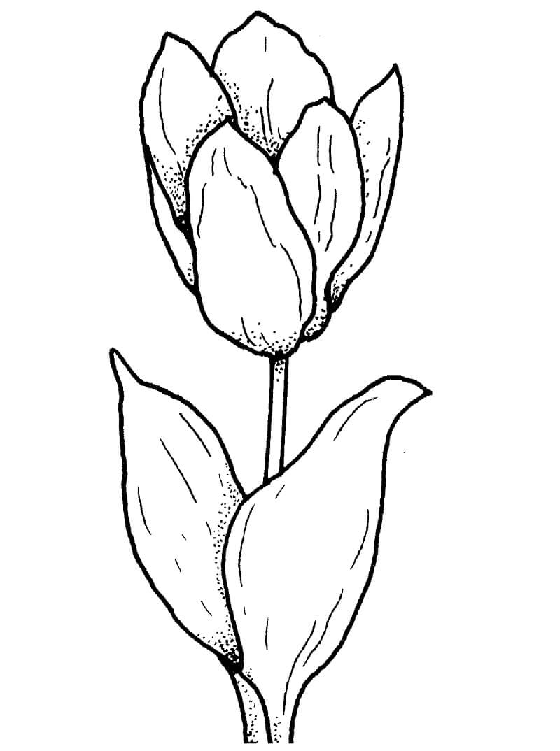 Desenho deFlor de Tulipa para colorir