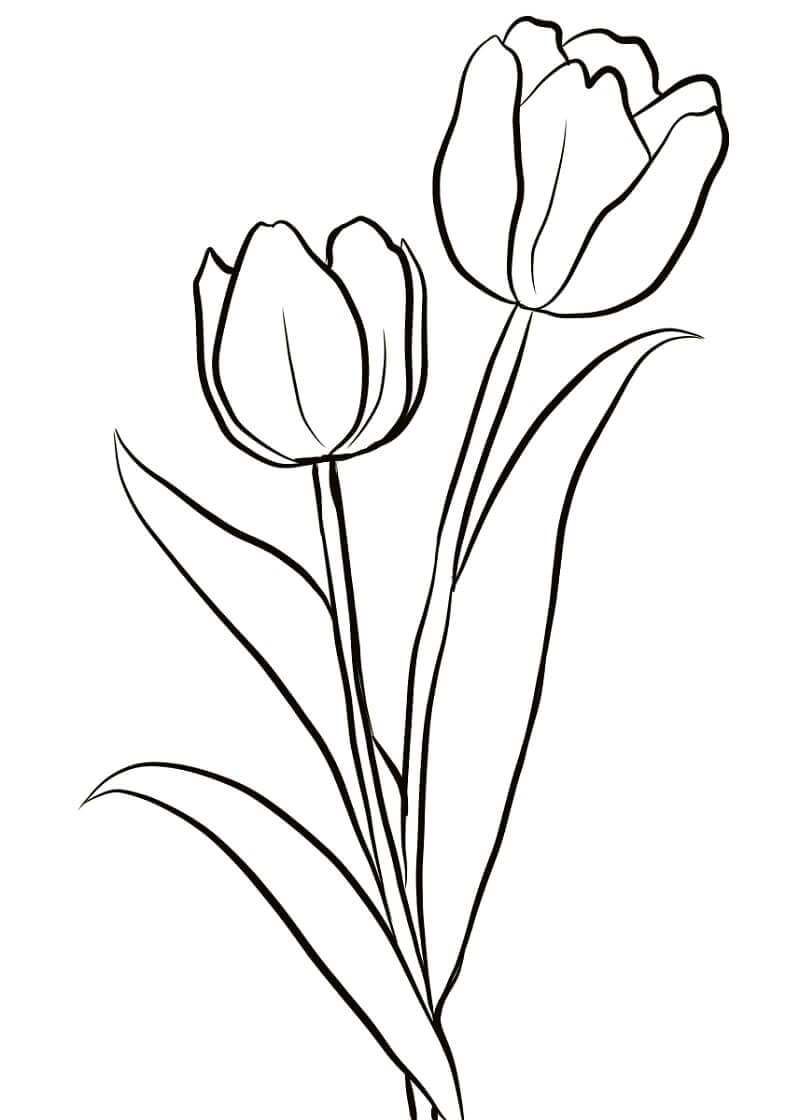 Desenho deFlor de Tulipas 1 para colorir