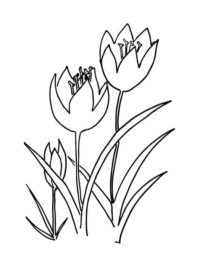 Desenho deFlor de Tulipas 12 para colorir