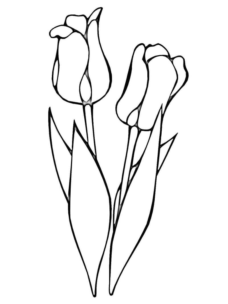 Desenho deFlor de Tulipas 15 para colorir