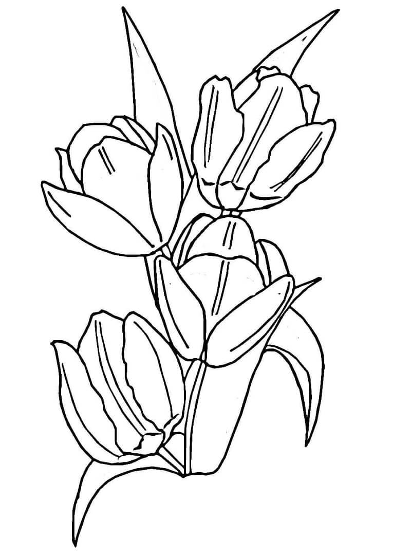 Desenho deFlor de Tulipas 16 para colorir