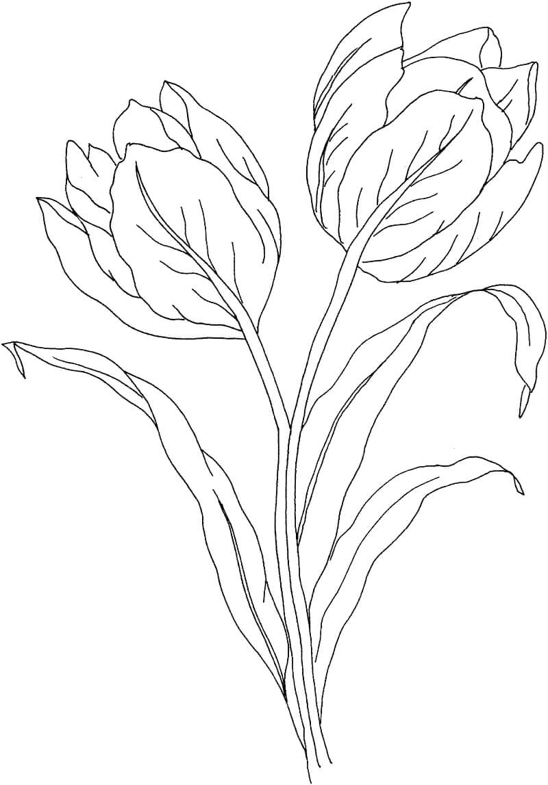 Desenho deFlor de Tulipas 2 para colorir