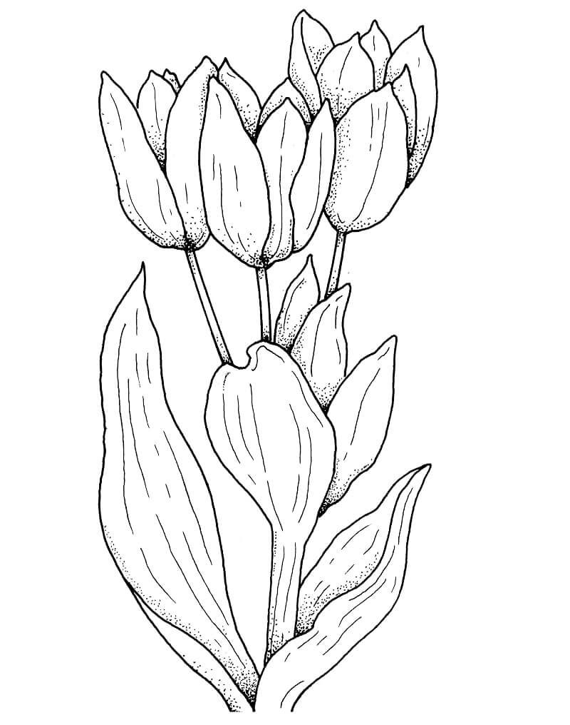 Desenho deFlor de Tulipas 3 para colorir