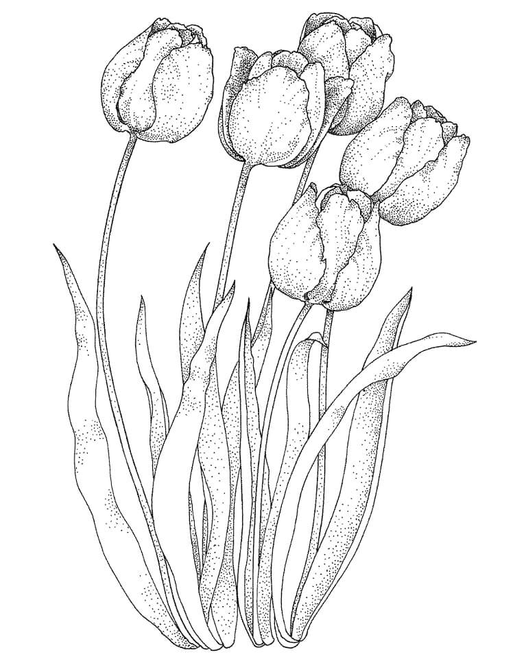 Desenho deFlor de Tulipas 4 para colorir