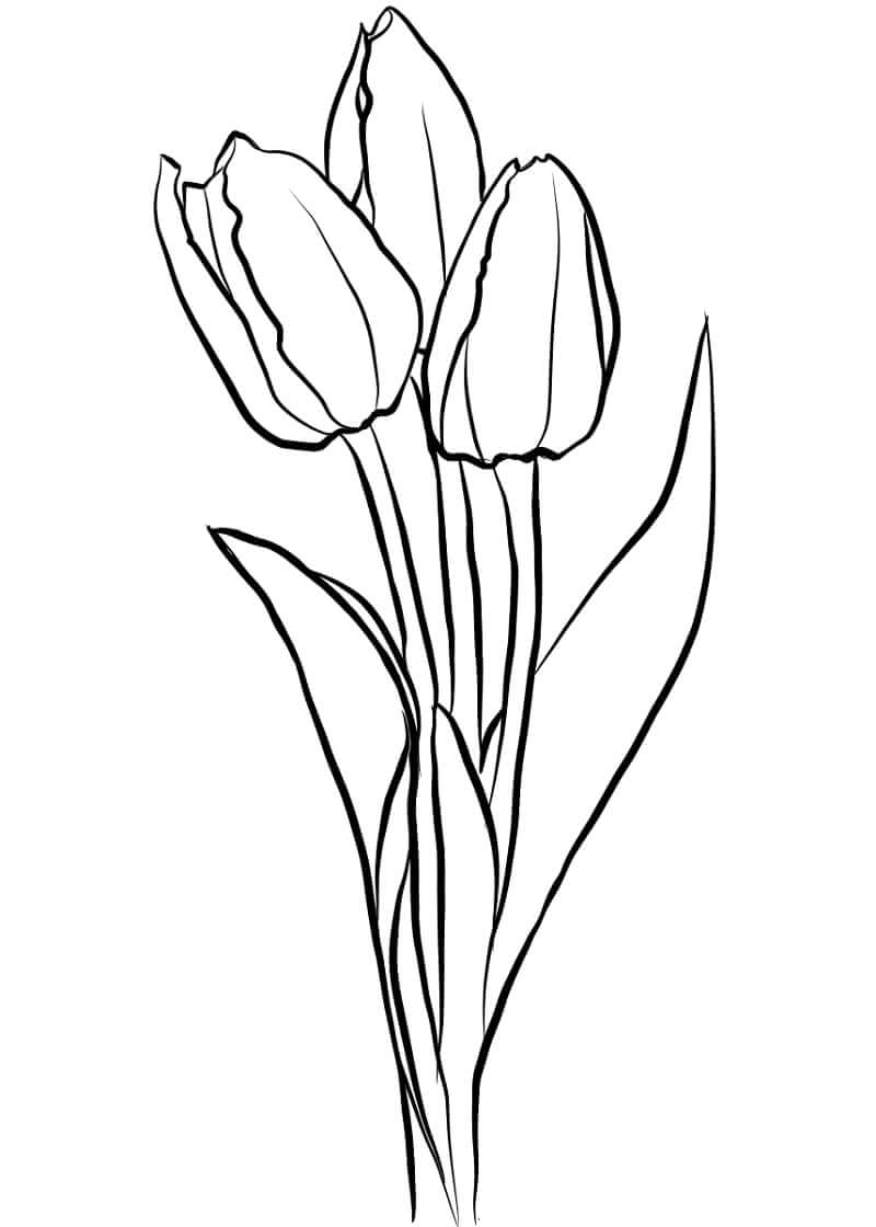 Desenho deFlor de Tulipas 6 para colorir