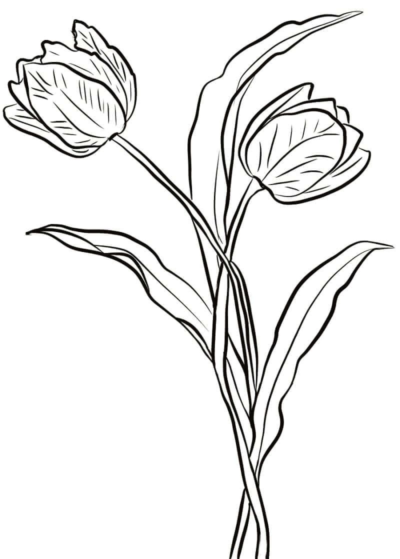 Desenho deFlor de Tulipas para colorir