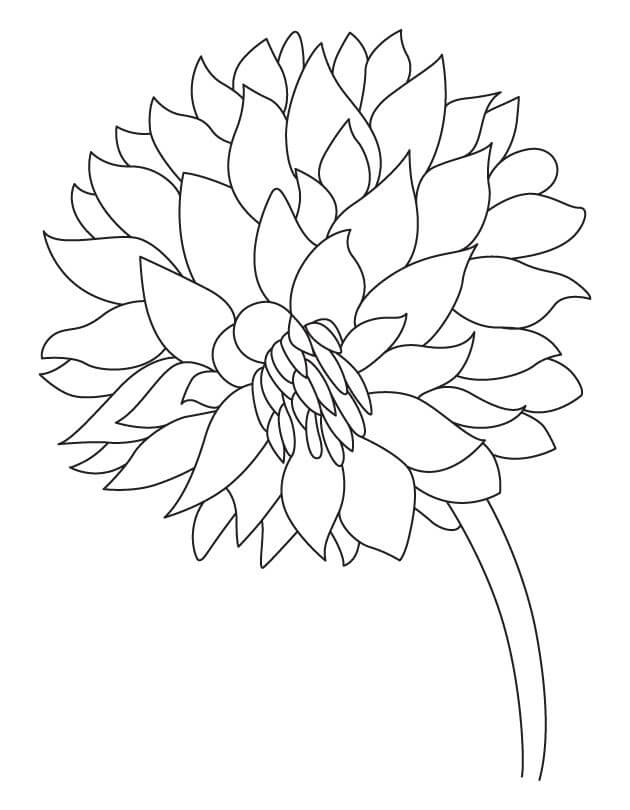 Desenho de Flor Dália 12 para colorir