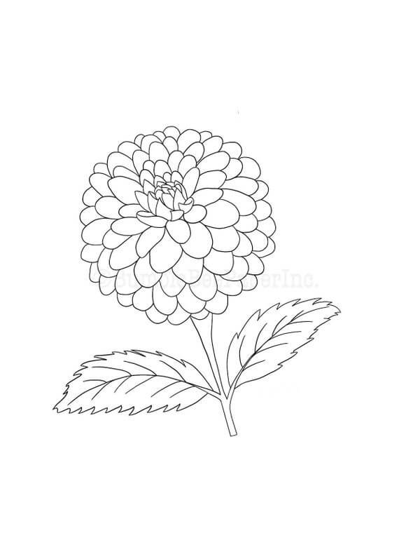 Desenho de Flor Dália 16 para colorir