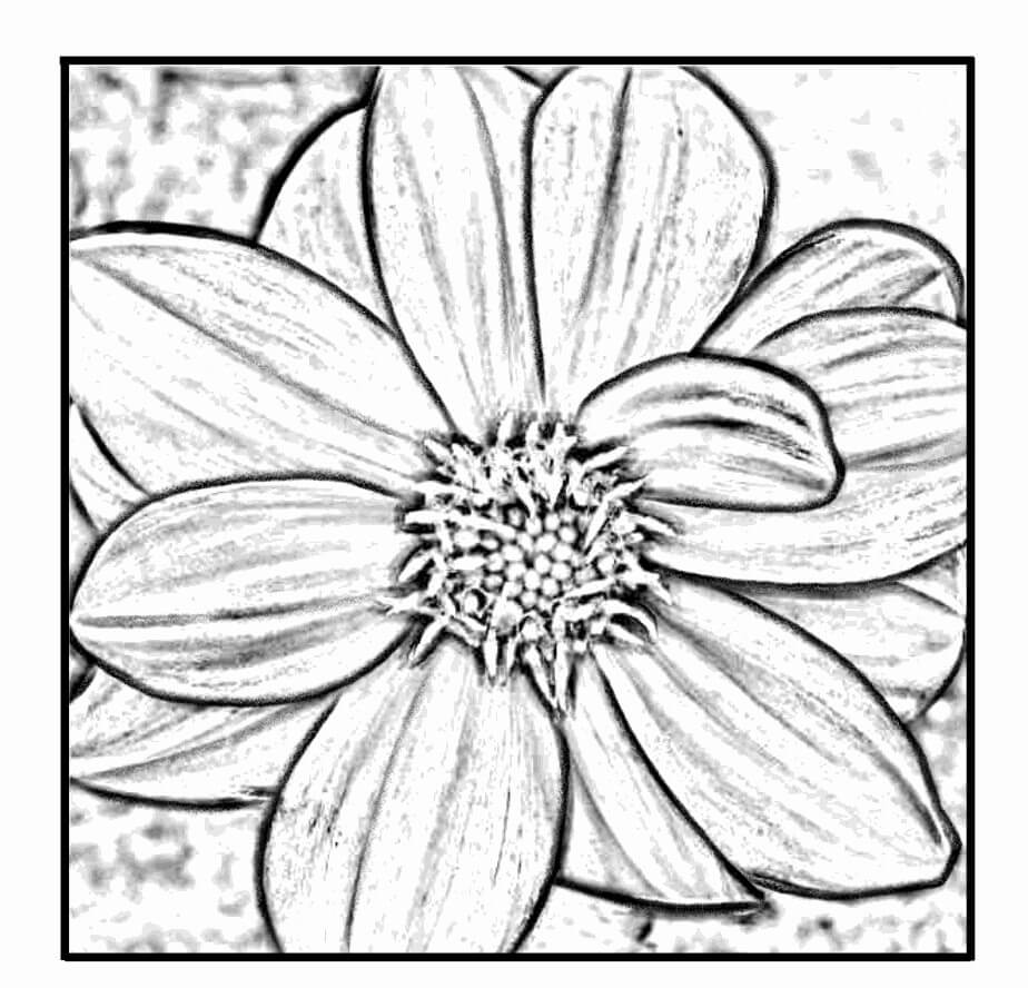 Desenho de Flor Dália 18 para colorir