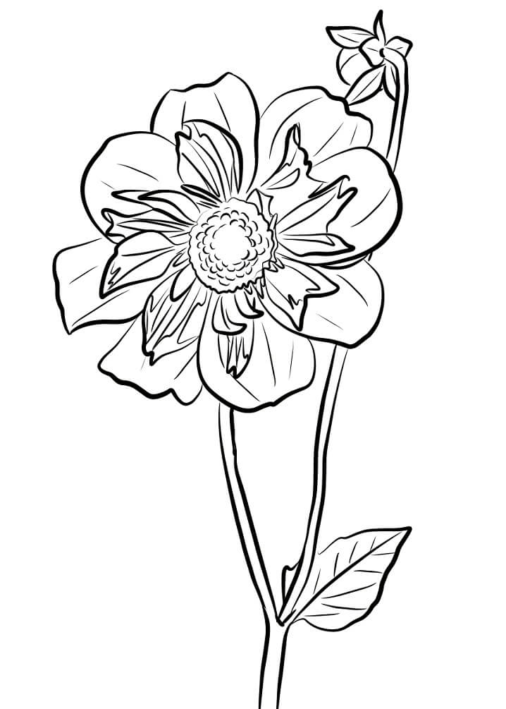 Desenho de Flor Dália 3 para colorir