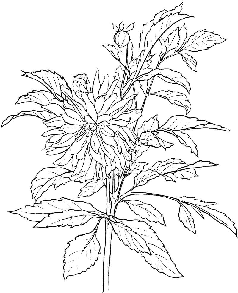 Desenho de Flor Dália 6 para colorir