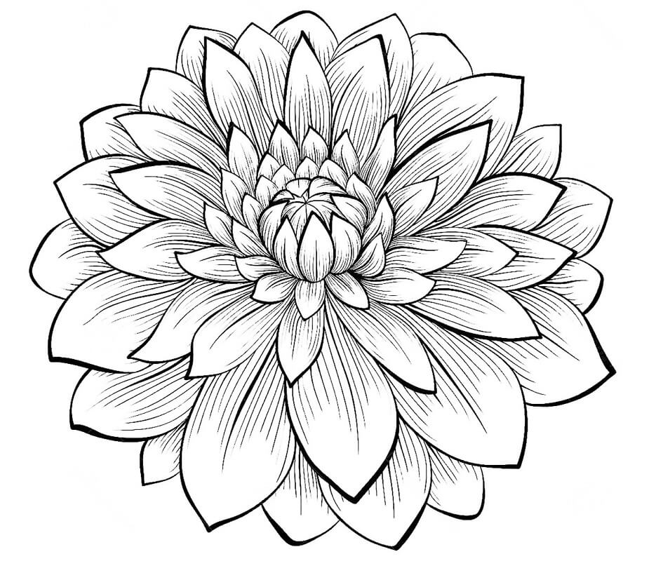 Desenho de Flor Dália 7 para colorir