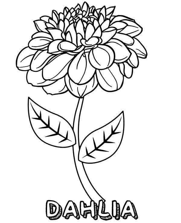 Desenho de Flor Dália 8 para colorir