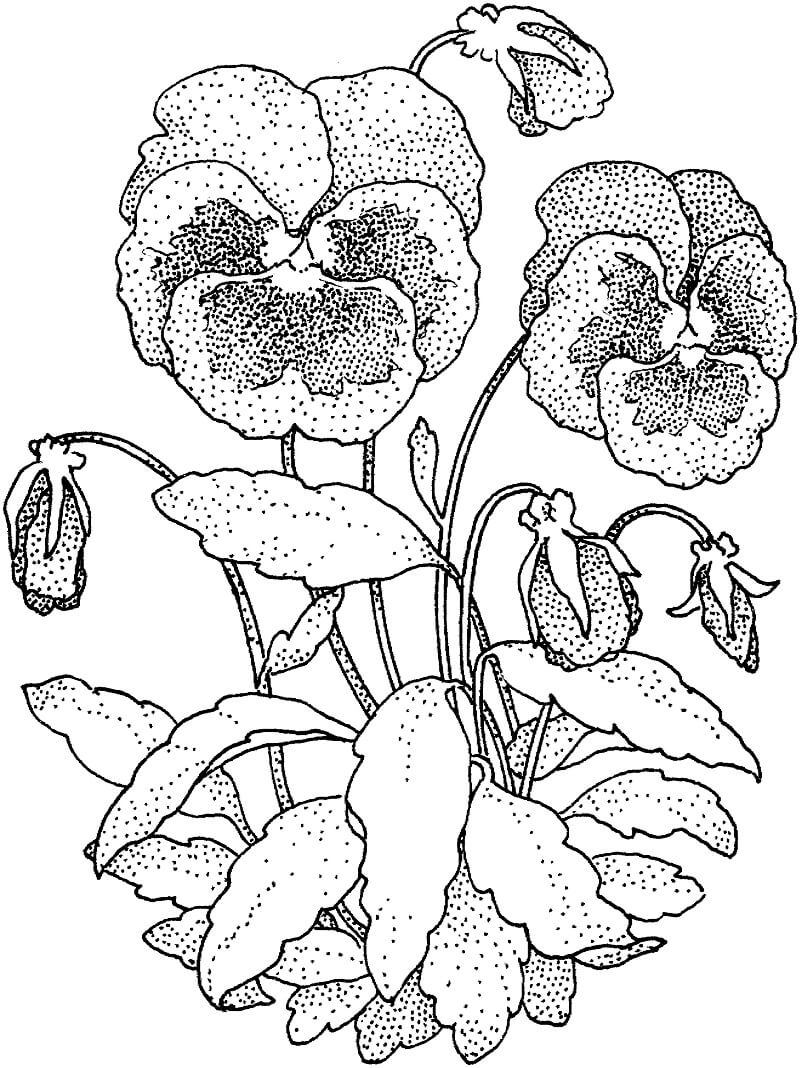 Desenho de Flor Violeta 1 para colorir