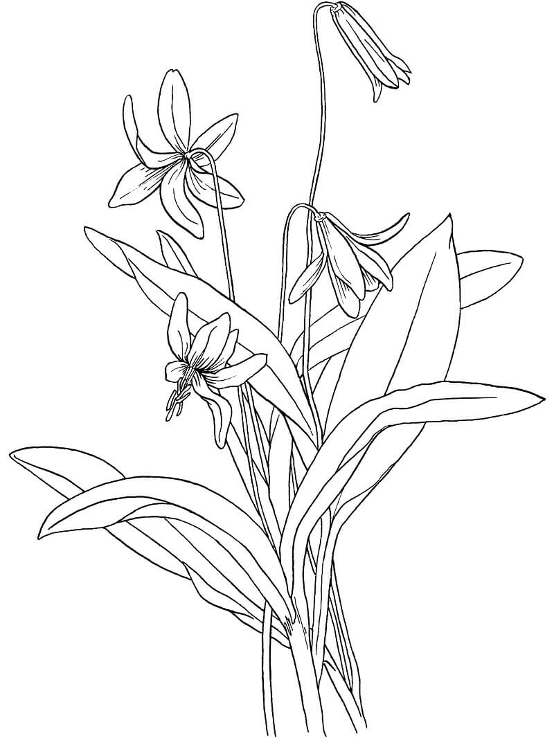 Desenho de Flor Violeta 2 para colorir