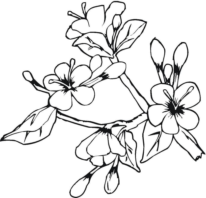 Desenho de Flores da Primavera 3 para colorir