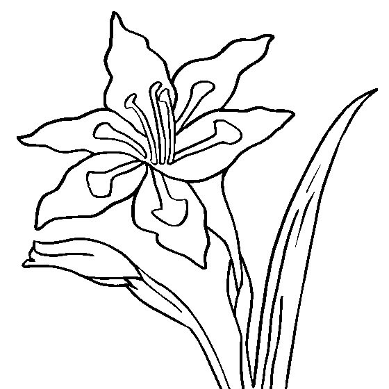 Desenho deFlores de Gladíolo 2 para colorir