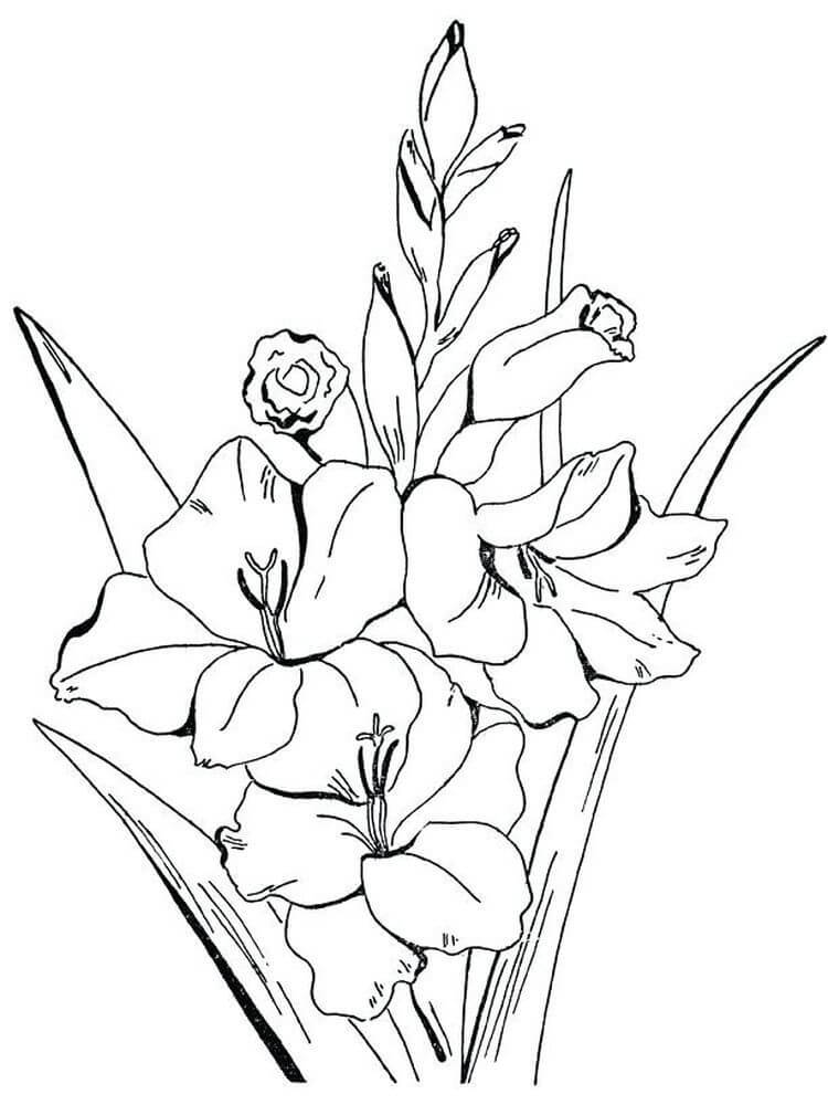 Desenho deFlores de Gladíolo 3 para colorir