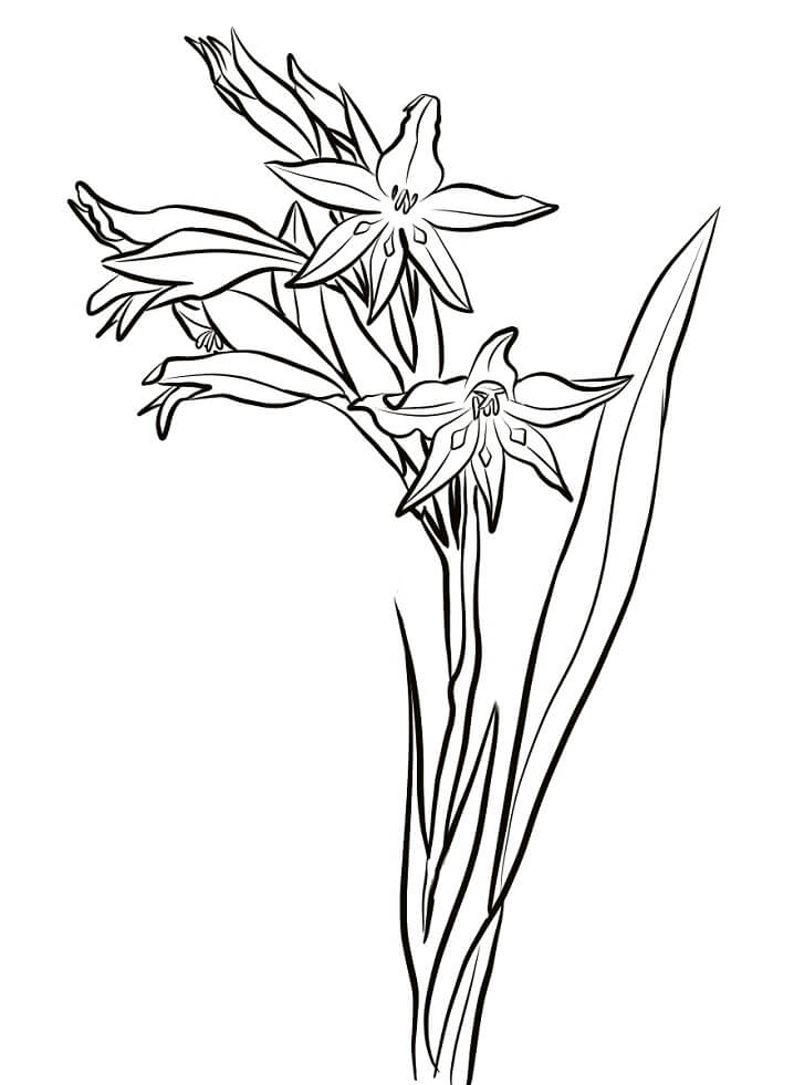 Desenho deFlores de Gladíolo para colorir