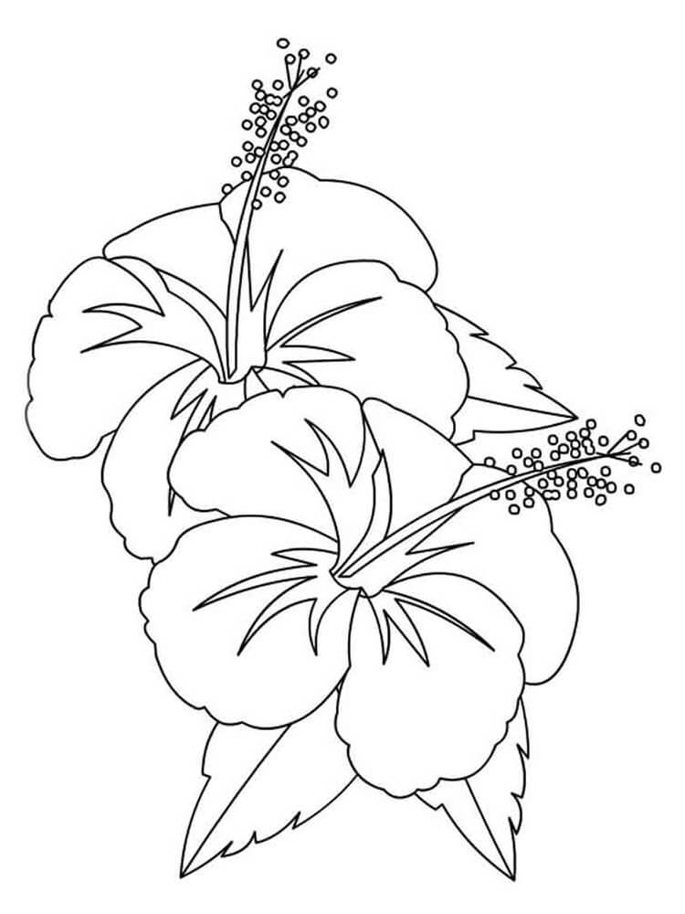 Desenho deFlores de Hibisco 1 para colorir