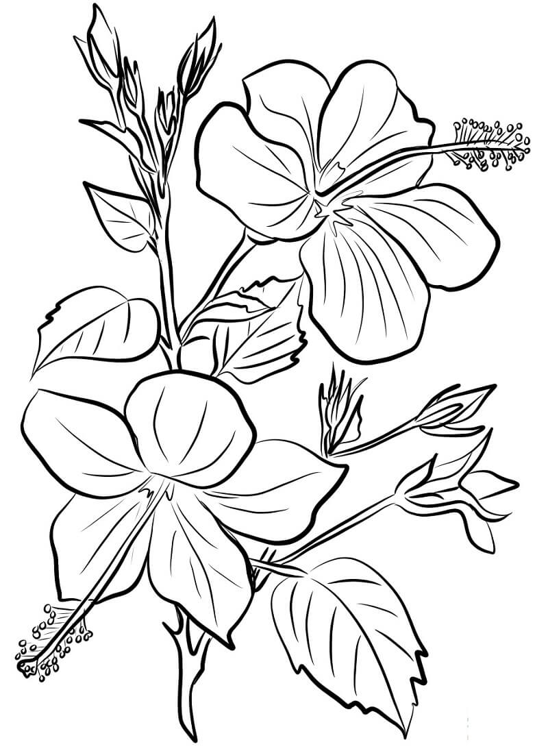 Desenho deFlor de Hibisco 2 para colorir