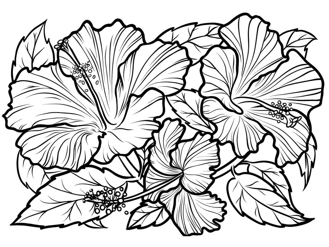 Desenho deFlores de Hibisco 3 para colorir