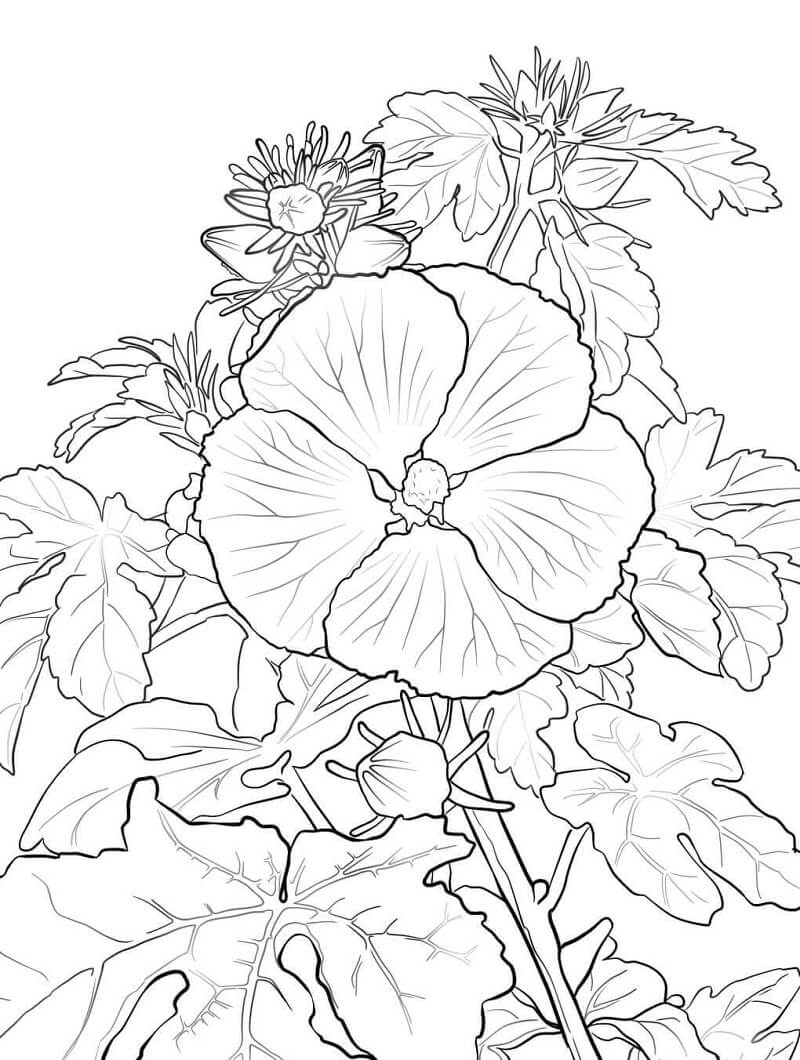 Desenho deFlores de Hibisco 5 para colorir