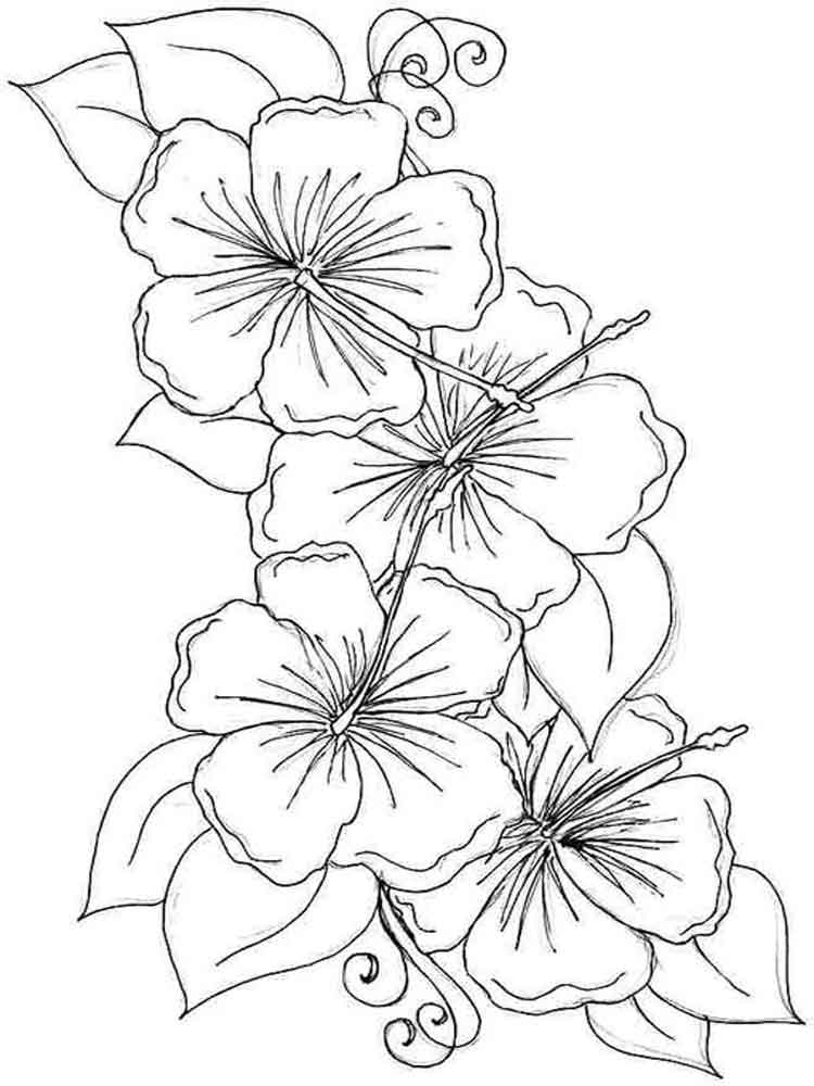 Desenho deFlores de Hibisco para colorir