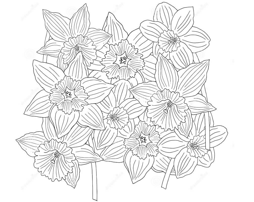 Desenho deFlores de Narciso 1 para colorir