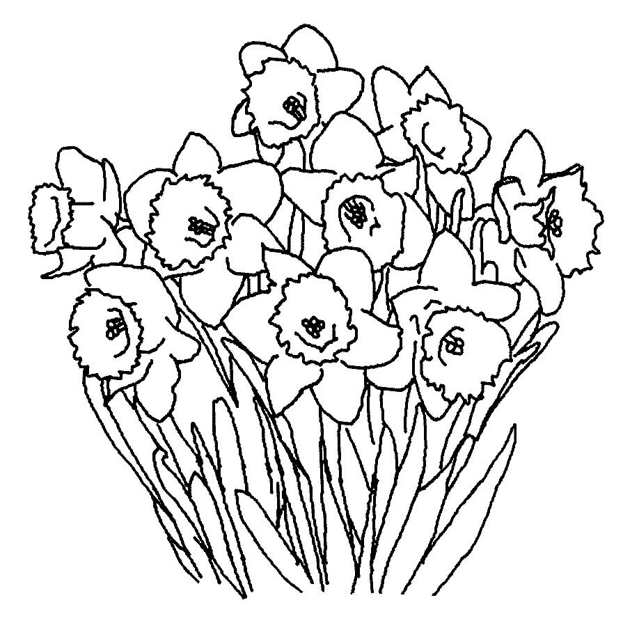 Desenho deFlores de Narciso 2 para colorir