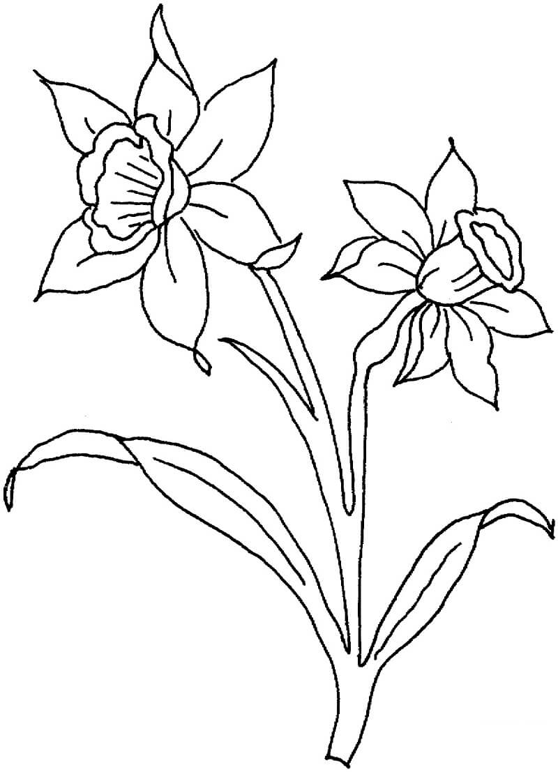 Desenho deFlores de Narciso para colorir