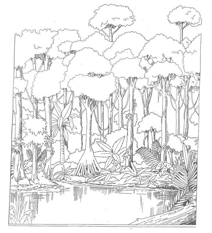 Desenho deFloresta Amazônica 2 para colorir