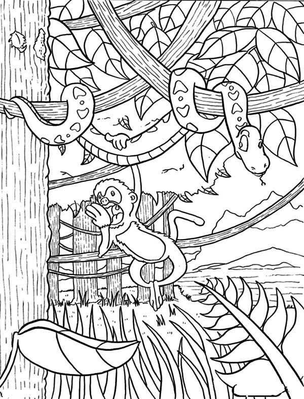 Desenho deFloresta Amazônica 4 para colorir