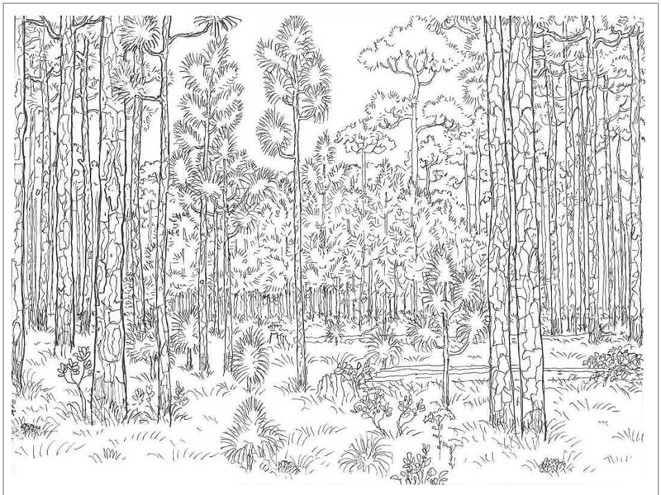 Desenho de Floresta Velha para colorir