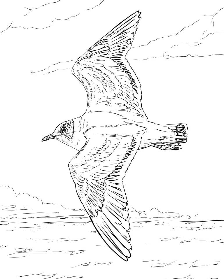 Desenho deGaivota-de-franklin para colorir