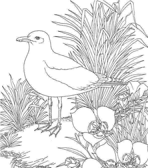 Desenho deGaivota no Jardim para colorir