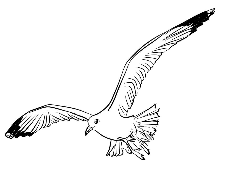 Desenho deGaivota 3 para colorir