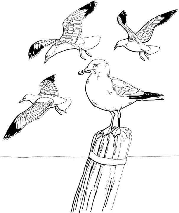 Desenho deGaivotas 1 para colorir