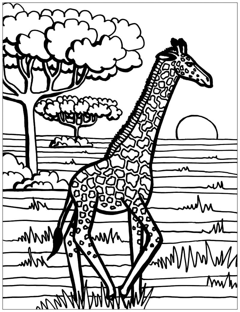 Desenho deGirafa Selvagem 1 para colorir