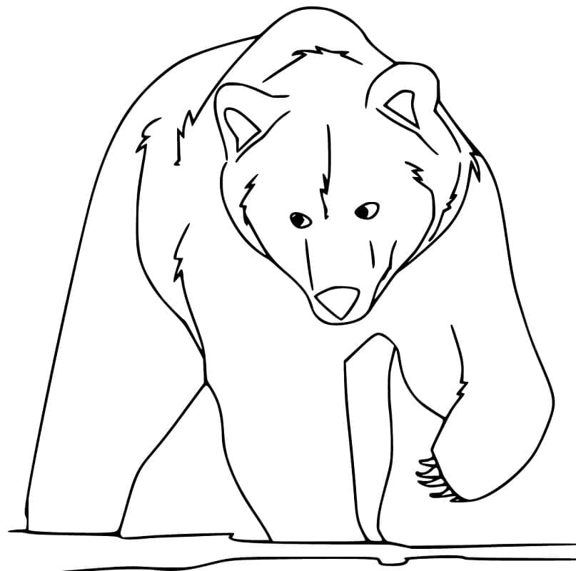 Desenho de Grande Urso Pardo para colorir