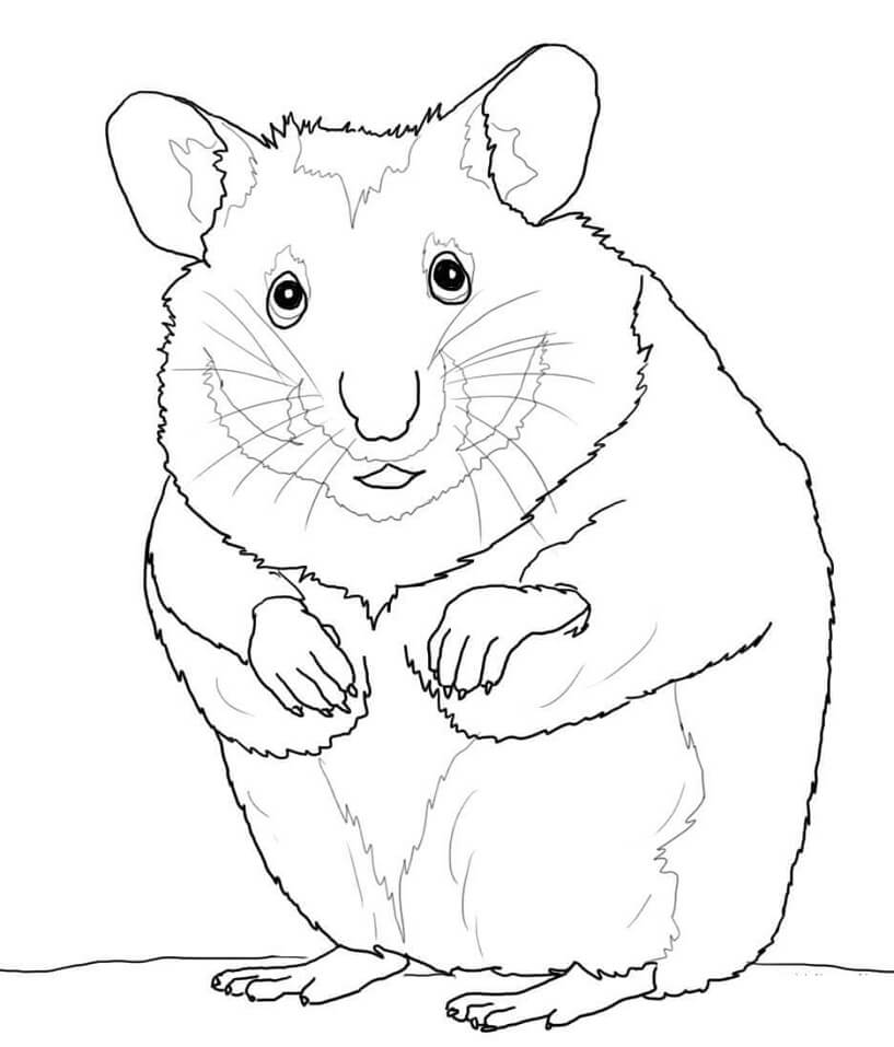 Desenho deHamster Gordo para colorir