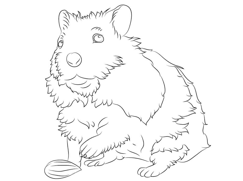 Desenho deHamster Selvagem 1 para colorir